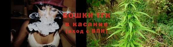 сатива Новозыбков