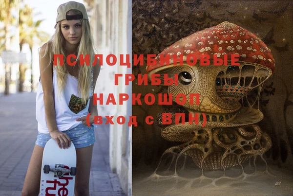 сатива Новозыбков